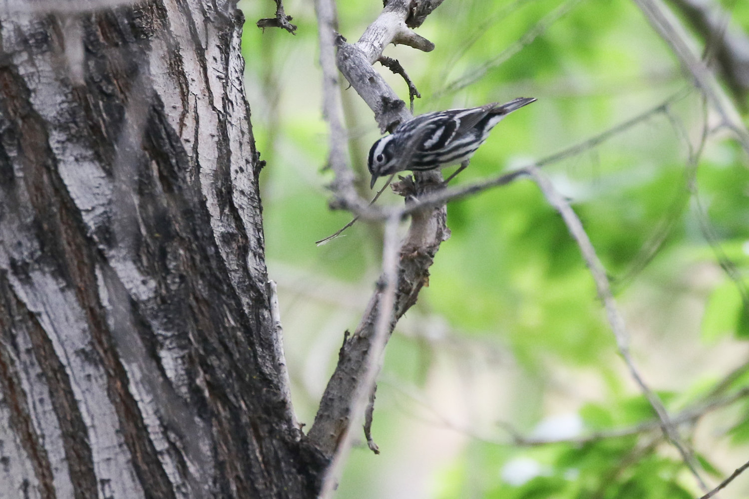 This Black & White Warbler was found way out of its normal habitat in Getty's Cove, in eastern Washington.